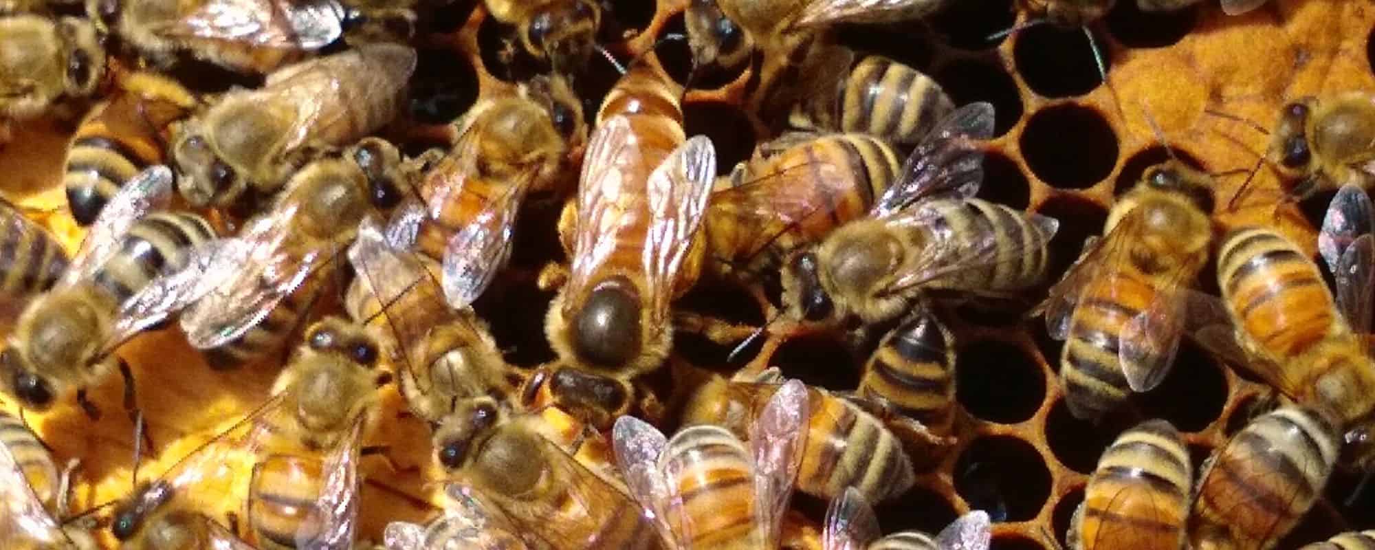 Queen and worker bees