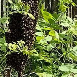 picture of a swarm of honey bees hanging on a tree branch