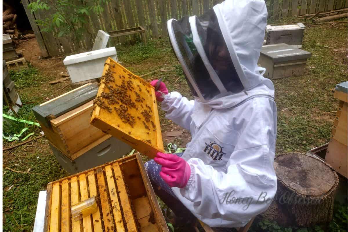 Picture of a young beekeeper doing a hive inspection