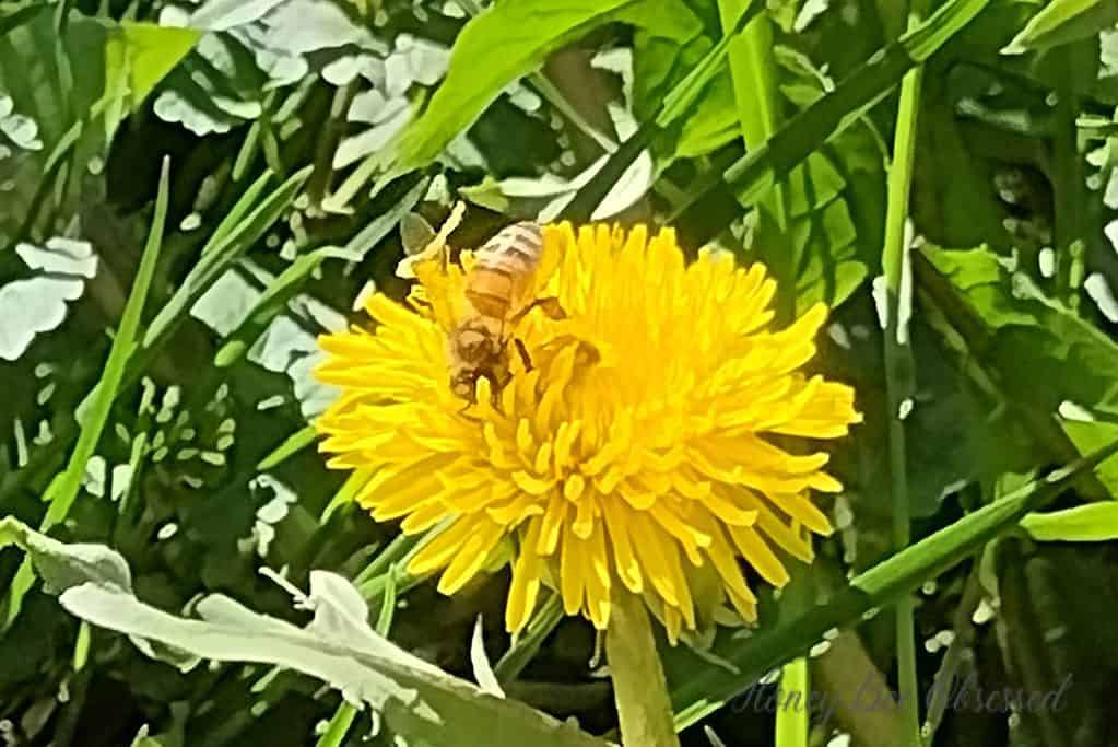 Photo of a honeybee on a dandelion.