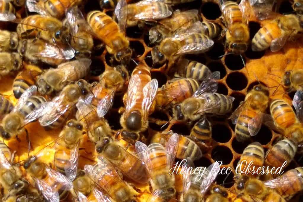 This is a picture of a queen honey bee on the honeycomb frame with the worker bees and attendant bees.