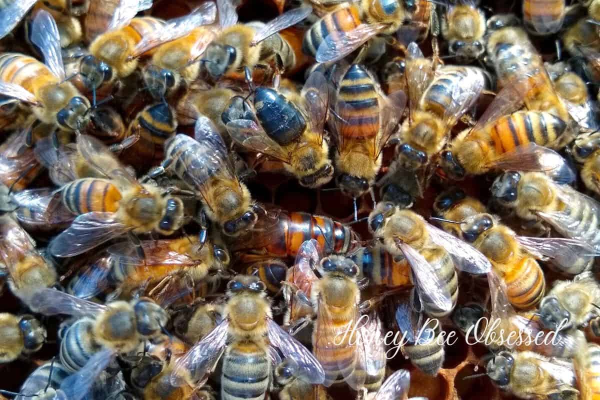 How to Find the Queen Bee in Your Hive Honey Bee Obsessed