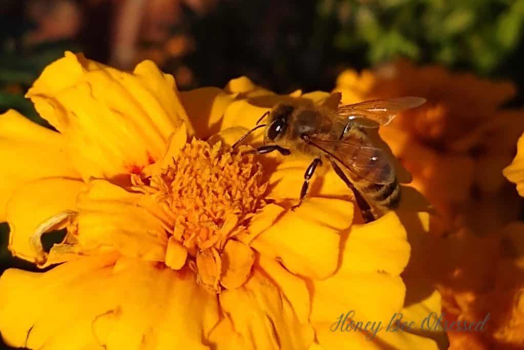 Photo of a honey bee on a yellow marigold flower.