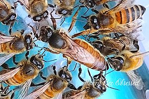 Close up picture of the queen honey bee surrounded by her attendants.
