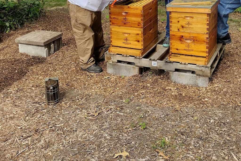 Picture of a smoker sitting by a hive while the beekeepers are inspecting the hive.