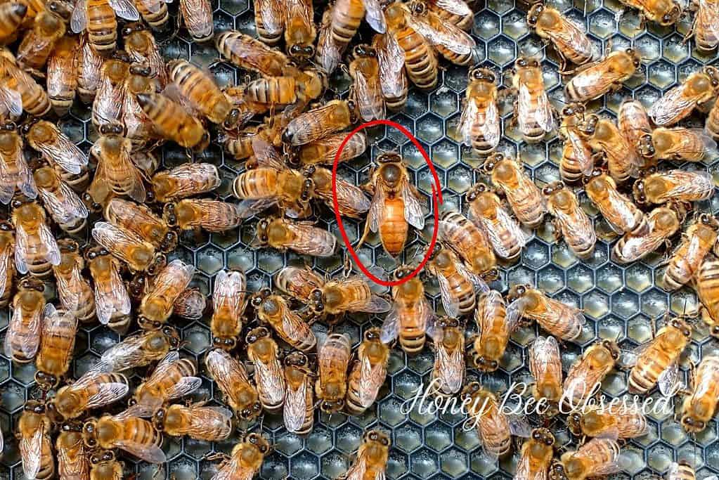 Picture of the queen honey bee on honeycomb with the queen circled to identify her