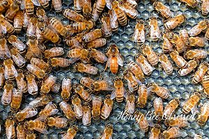 This is a picture of a honeycomb frame with a queen bee surrounded by workers and attendants. It's a challenge to find the queen.