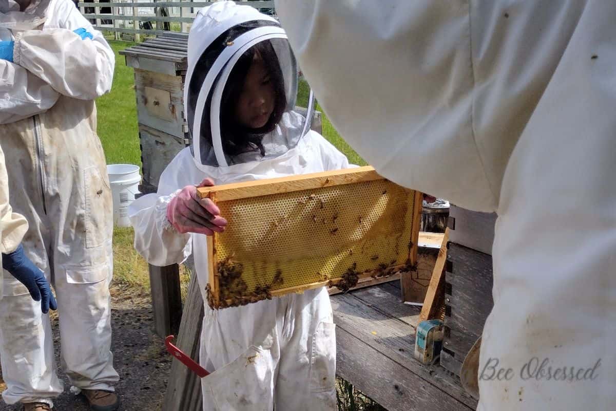 Photo of a young girl holding and studying a honey bee frame.