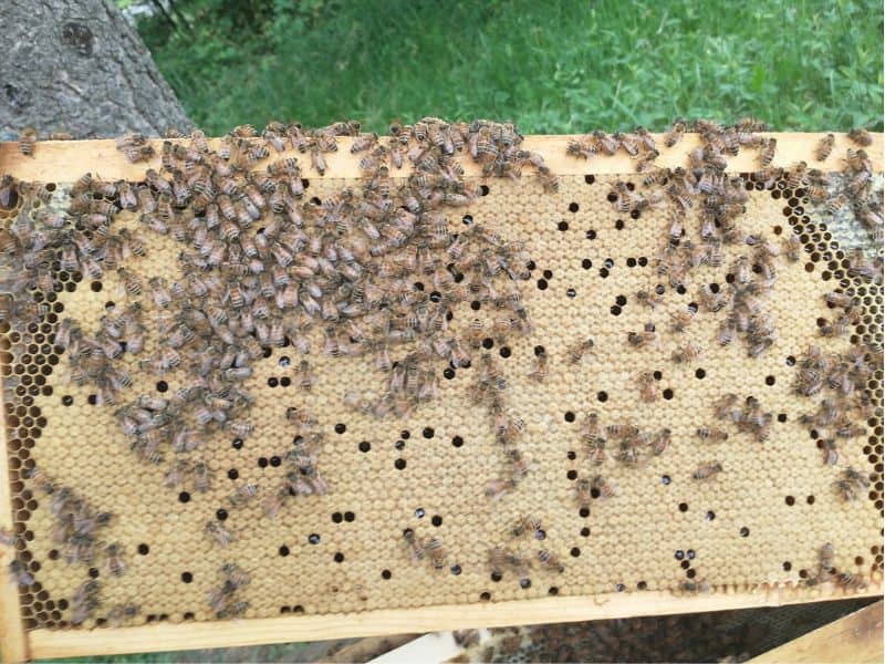 Photo of a bee frame of capped brood.