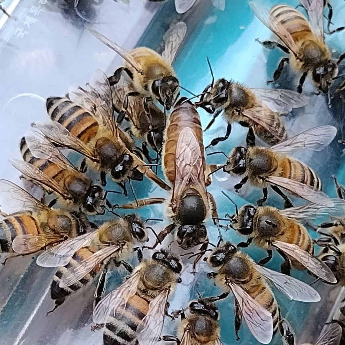 Photo of a Queen honey bee surrounded by her attendants
