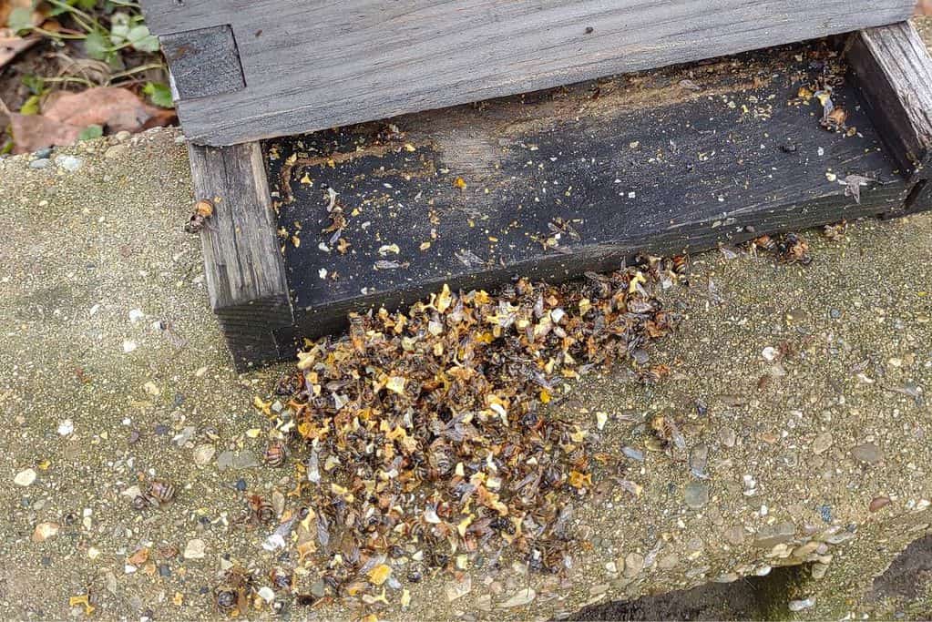 Photo of a hive entrance where all the dead honey bees have been cleared away so they will not block the entrance.