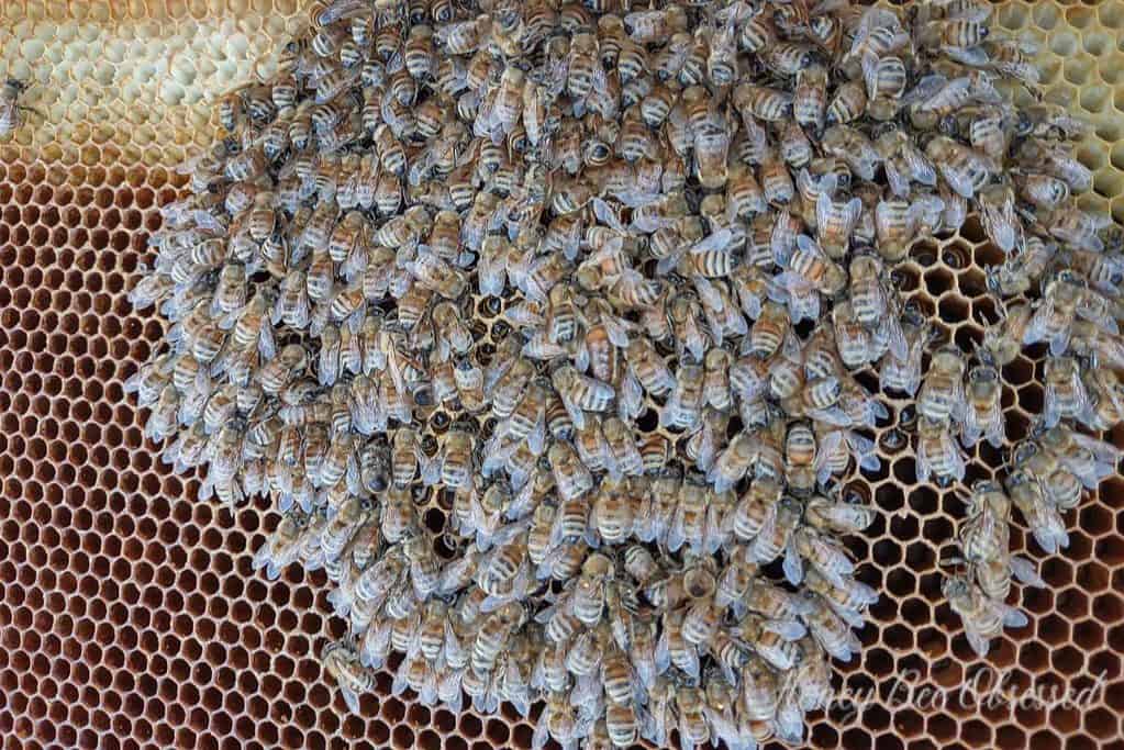 Closeup photo of a dead honey bee cluster on a frame.