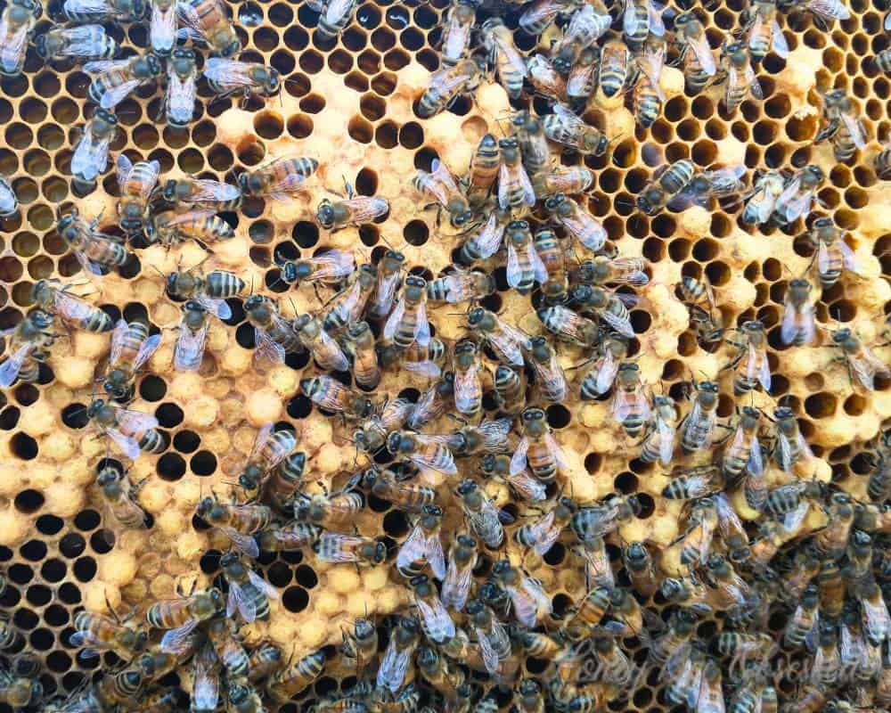 Photo of a frame of capped drone bees' brood showing the popcorn shape. 