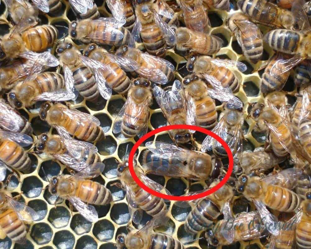 This is a photo of a drone, circled in red, surrounded by worker honey bees.