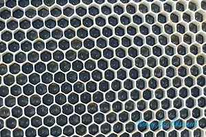 Photo of black plastic foundation with honey bee eggs.