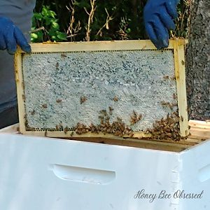 Photo of a full frame of honey.