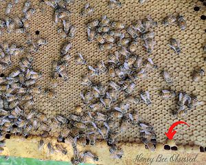 Photo of a frame of capped brood, there are some popcorn drone brood at the bottom.