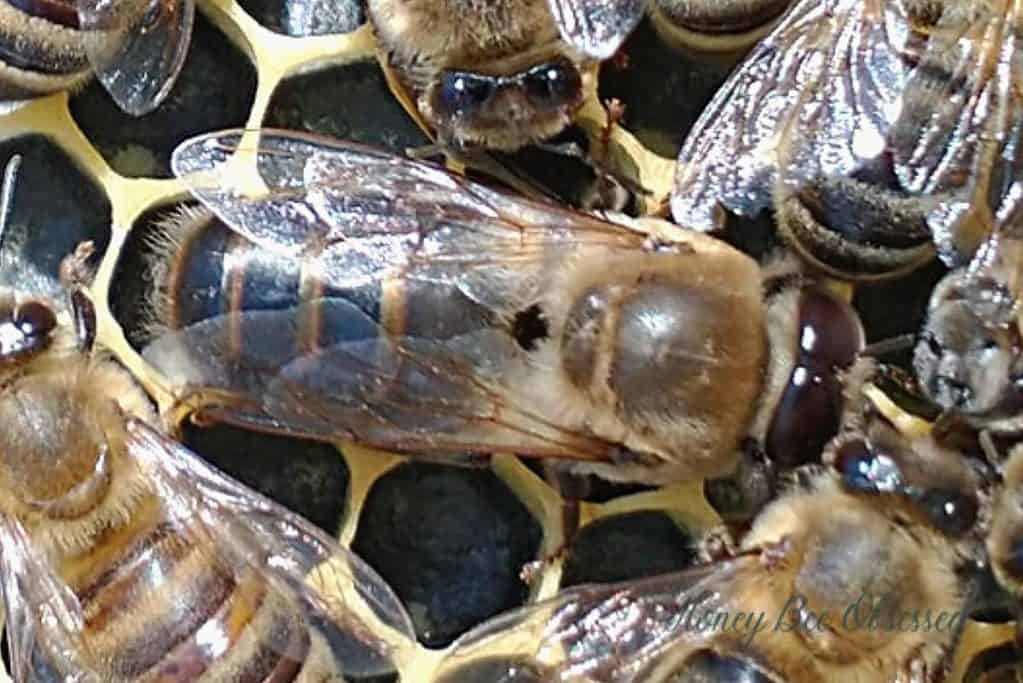 Drone Honey Bees What is their Role in a Bee Colony? Honey Bee Obsessed