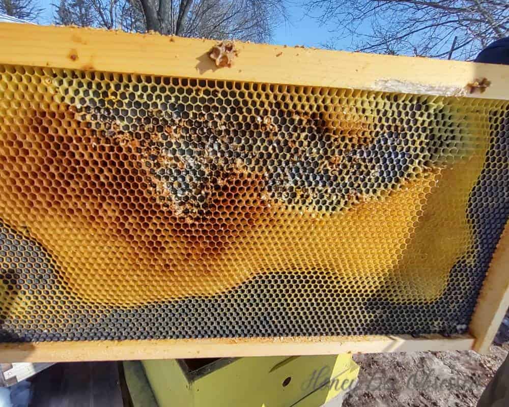 Photo of a bee frame that has been damaged/eaten by mice.