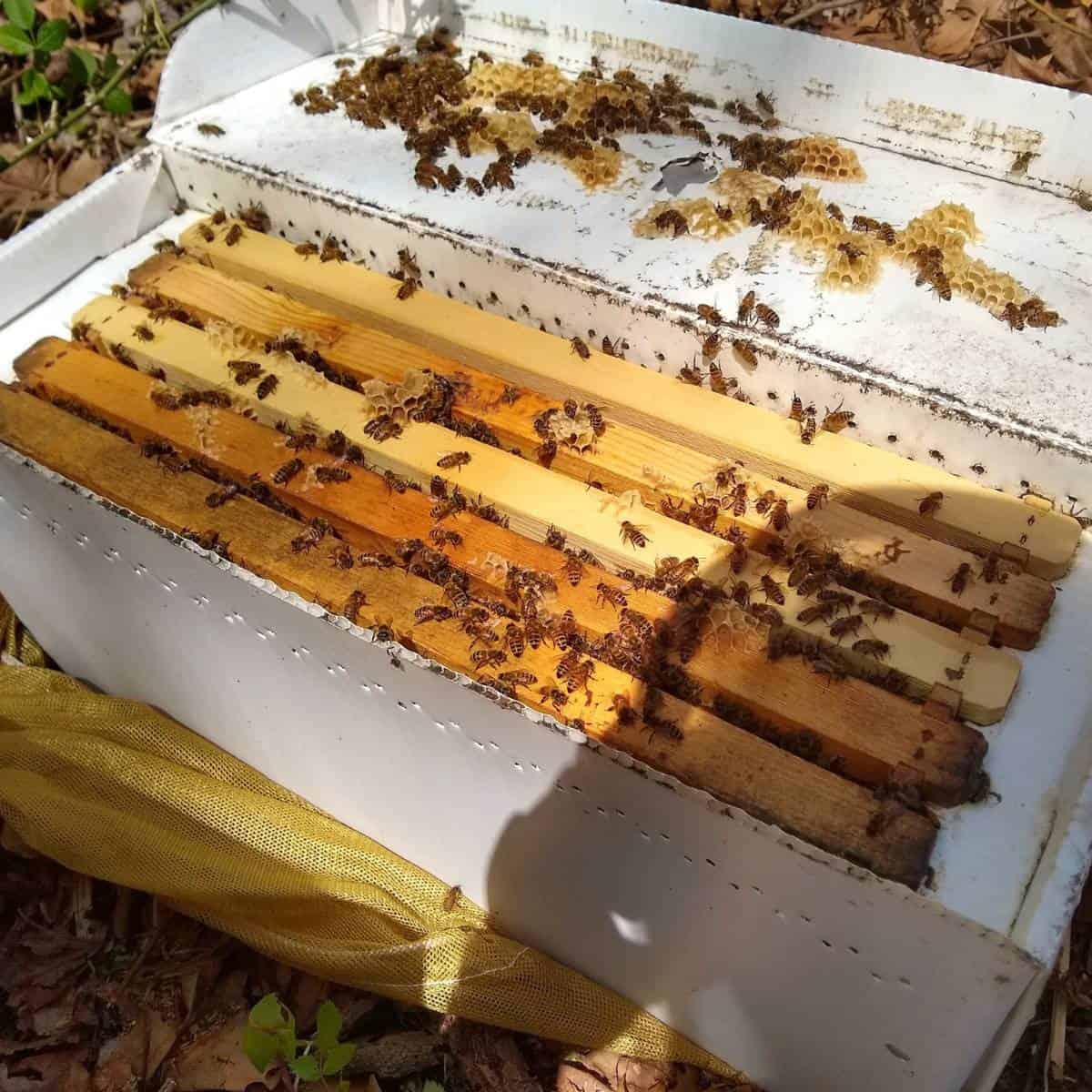 Photo of a nuc box with five deep frames and honey bees.