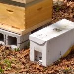 Installing Nucs & Getting Honey Bees to Draw Comb