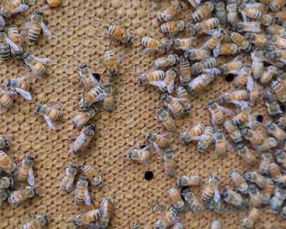 Photo of the flat capped worker bees' brood cells.