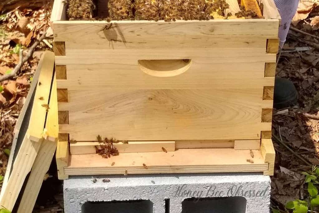 The photo shows a 10 frame hive with an entrance reducer set to the smallest opening.