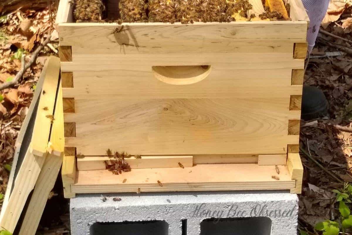 The photo shows a 10 frame hive with an entrance reducer set to the smallest opening.