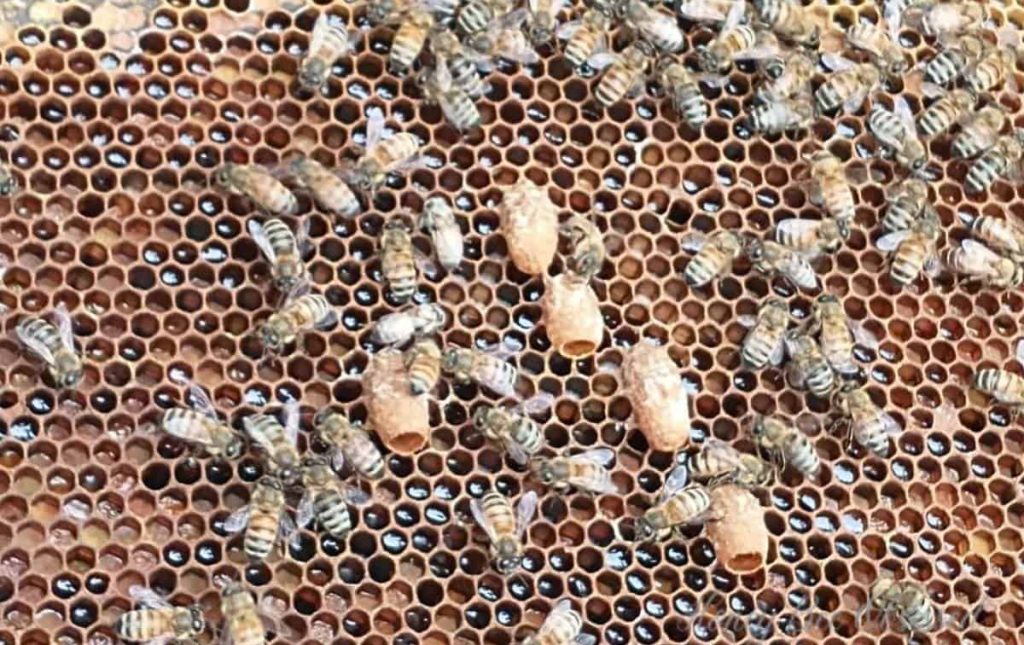 Photo of a frame of bees with many charged queen cells.