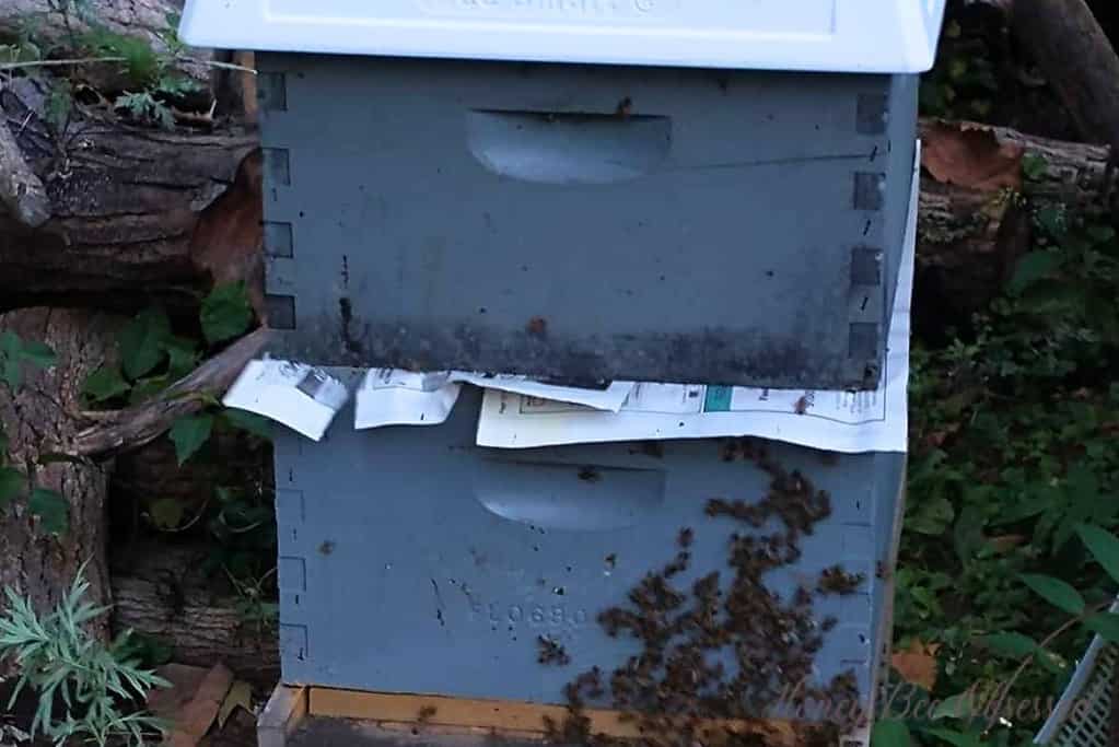 Photo of 2 hive boxes placed together with a newspaper between for a paper combine.