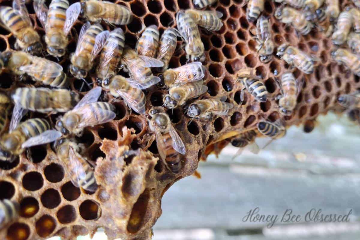 Photo of a queen bee on a frame.