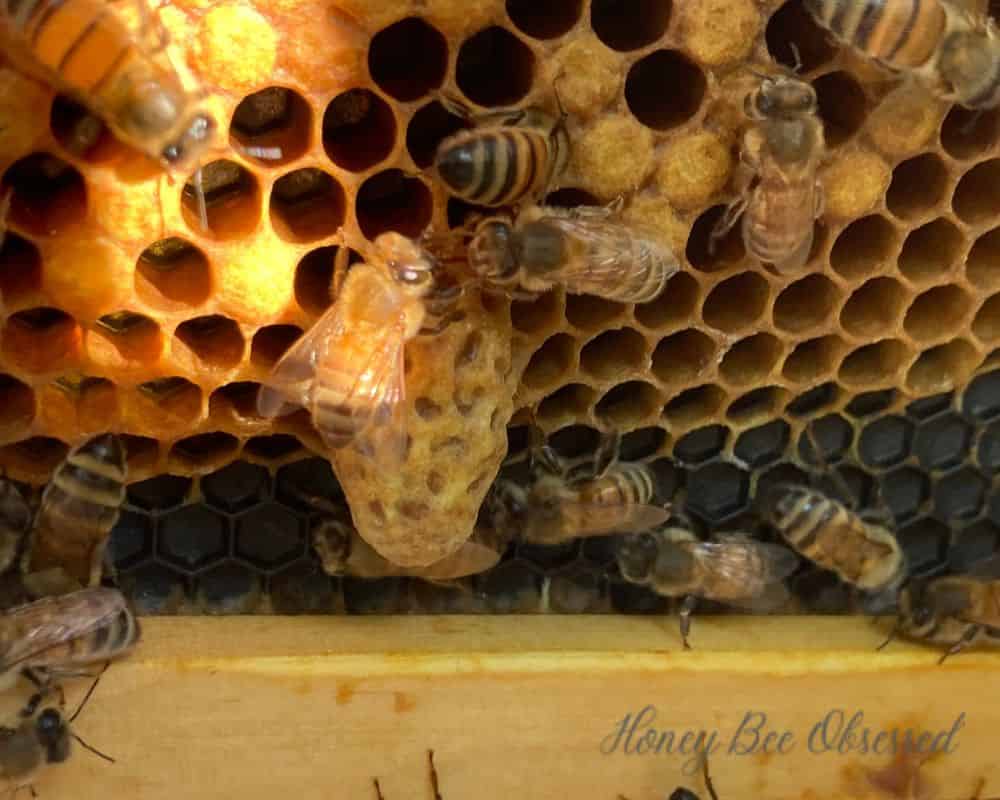 This is a photo of a capped queen cell/swarm cell.
