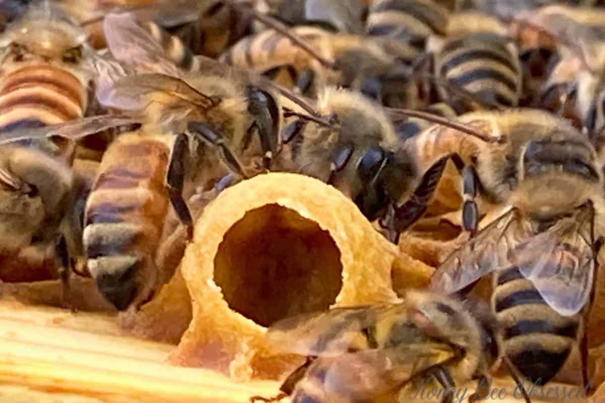 This is a close up photo of an empty queen cup on a honey bee frame.