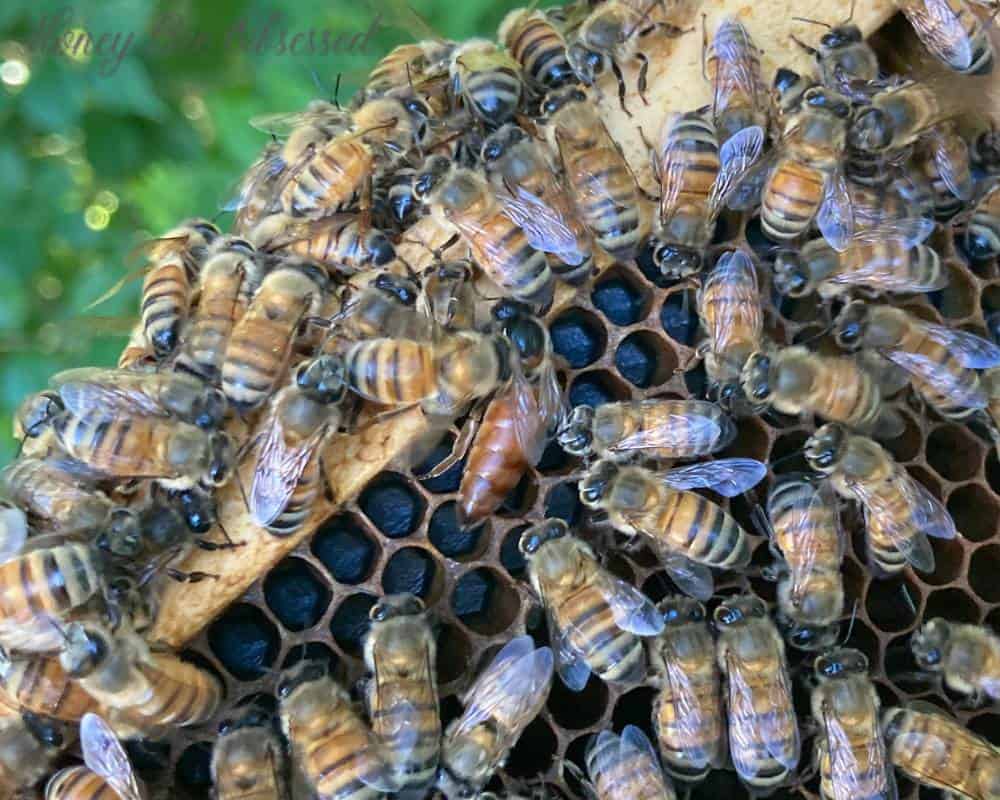 Photo of a queen honey bee on a frame of bees.