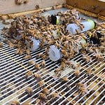 Why Do Bees Reject a Queen? Queen Beehab in the Apiary