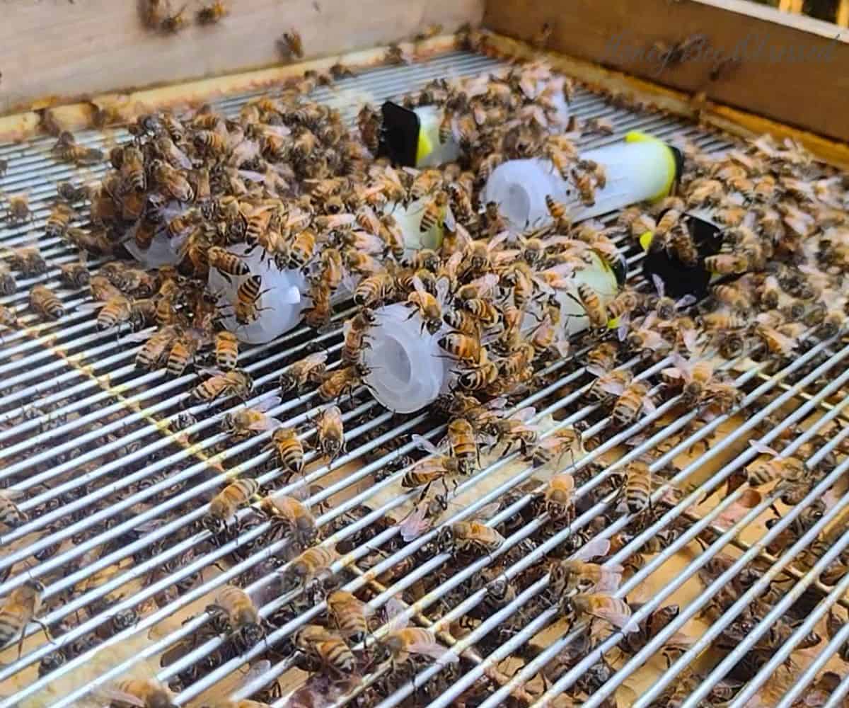 Photo of queens in queen cages on top of frames with the worker bees surrounding them and caring for the queens.