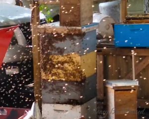Photo of a swarm of bees landing on old, empty hive equipment.