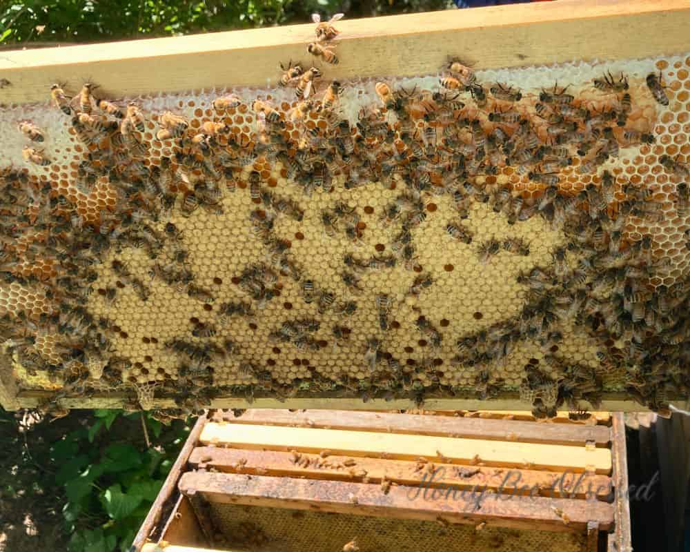 Photo shows a solid frame of brood with honey at the top. There are two swarm cells on the bottom of the frame.