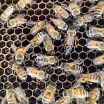 How Many Eggs Do Queen Bees Lay? The Life of a Queen