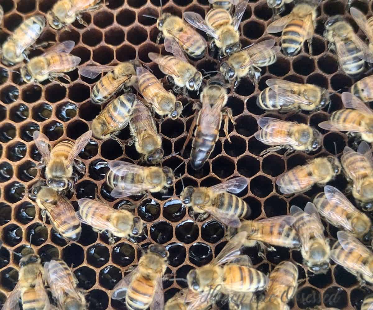 Photo of a queen bee on a frame surrounded by her retinue.