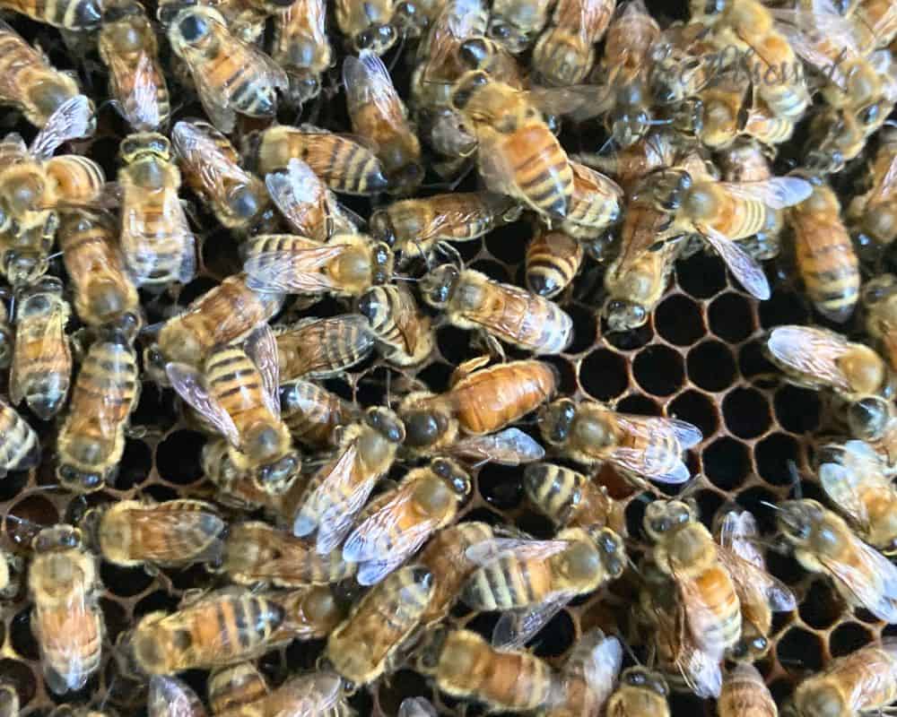 This is a photo of a virgin queen surrounded by worker bees on a frame.