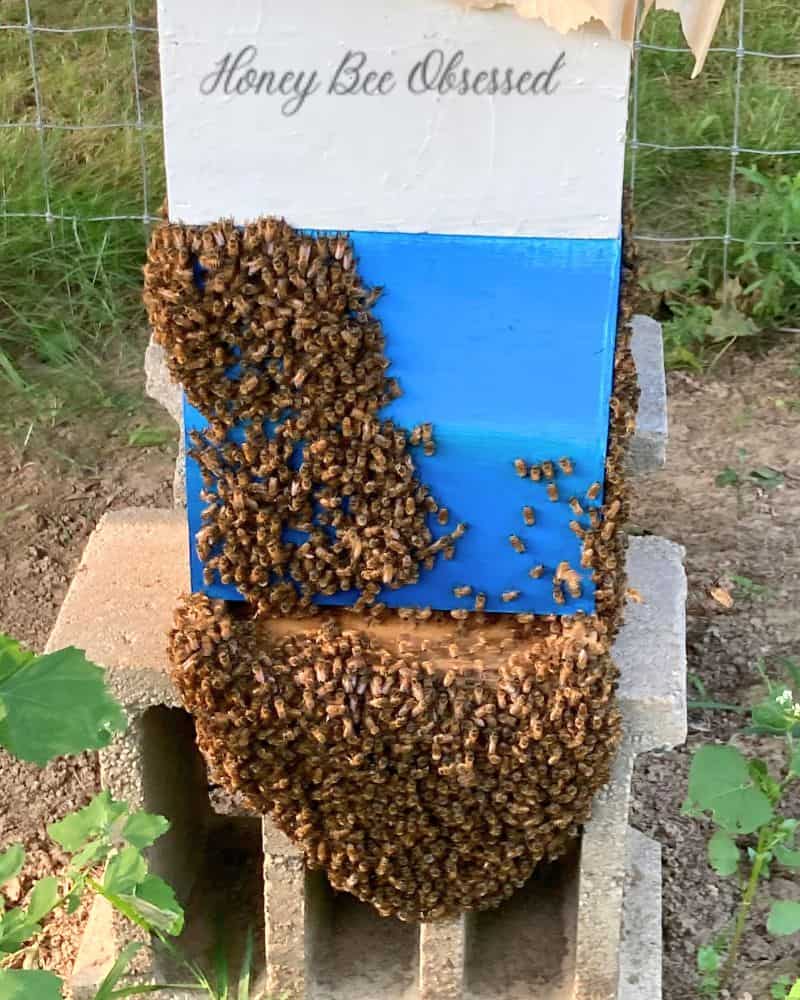 This is a photo of bees bearding under and on a 5-frame nucleus hive body.