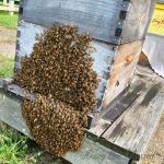 Bee Bearding: Clumps of Bees Hanging Outside? It&rsquo;s Normal!