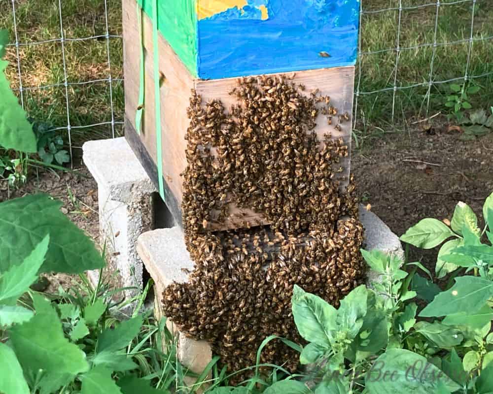 Photo of a hive with lots of bearding: clusters of bees on the hive and hanging down in front of it.