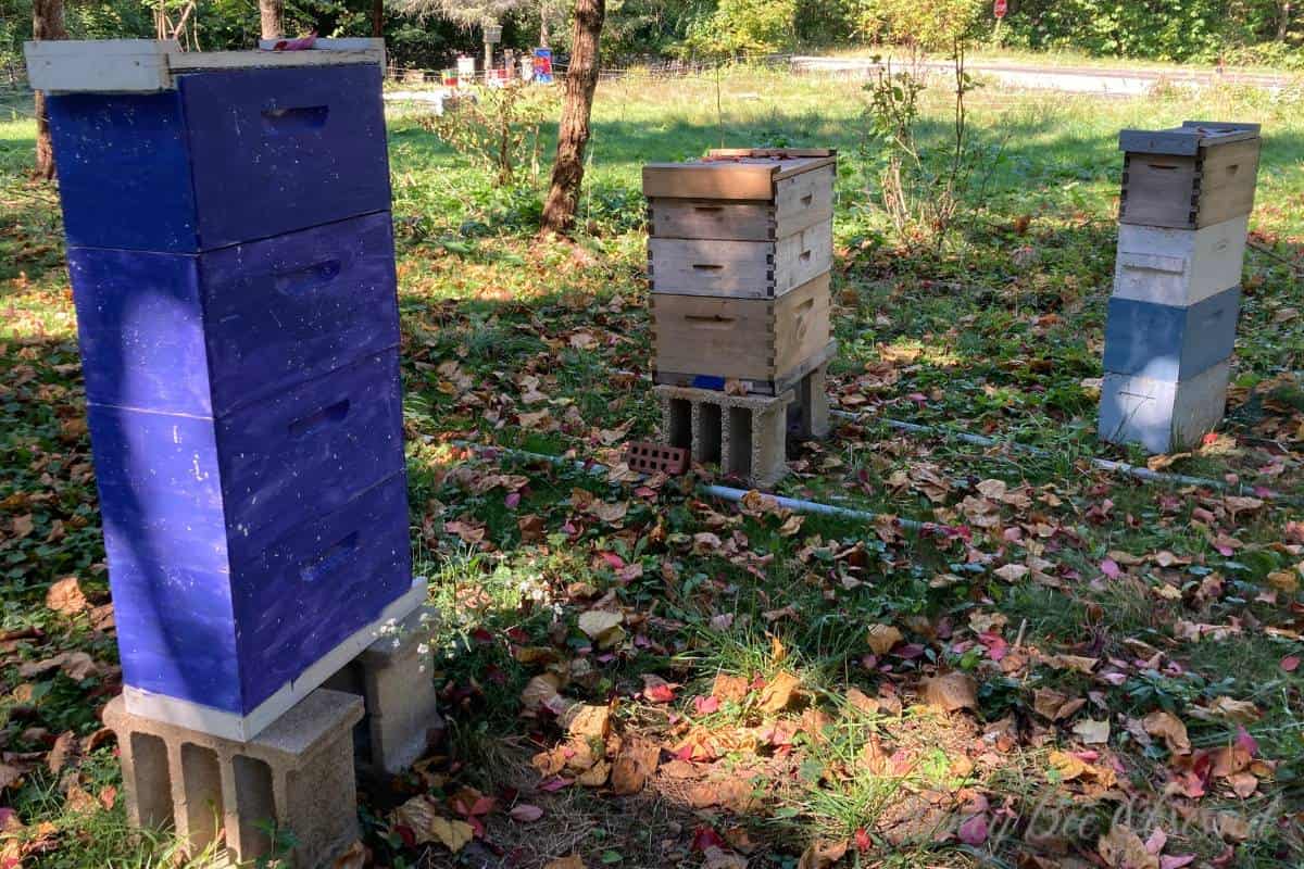 Photo of 2 nucleus colony hives with a 10-frame Langstroth hive in between.