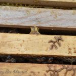 Do Bees Migrate? What Happens in the Winter?