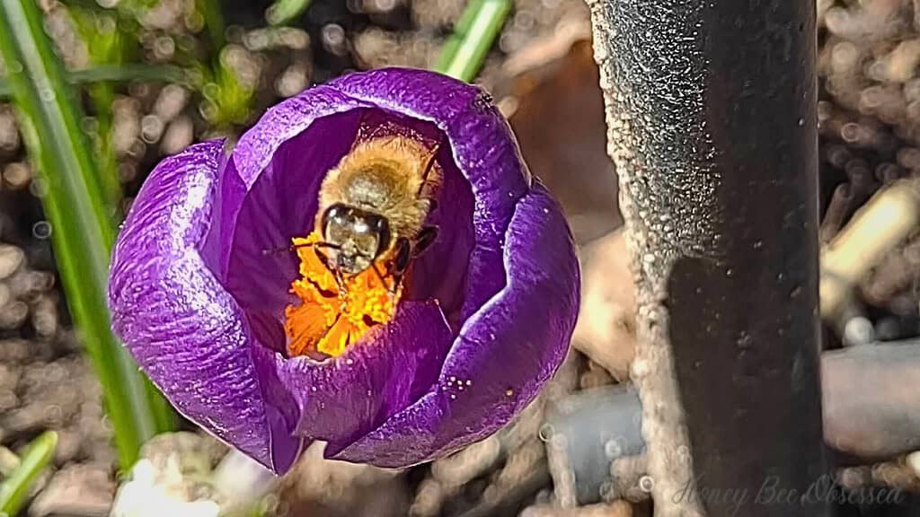 A photo of a bee inside a purple crocus flower.