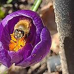 Spring Beekeeping Management: What to Expect
