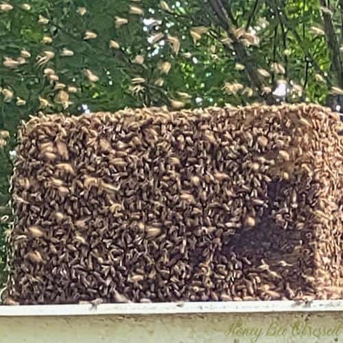 A photo of a swarm box that's covered by a swarm of bees as they move in.