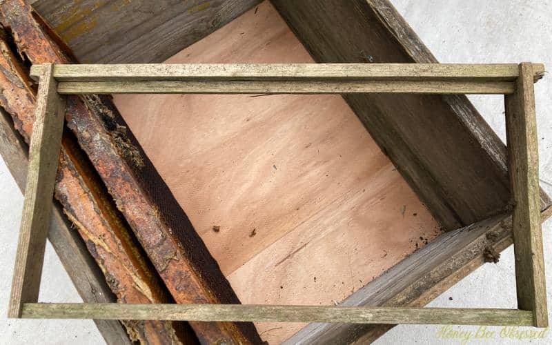 A photo of a foundationless frame sitting on top of a swarm box with two old drawn frames.